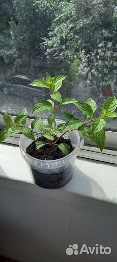 Гортензия метельчатая ванила фрайз