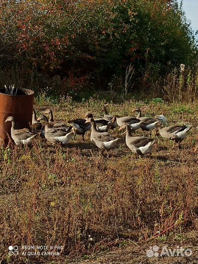 Крупные серые гуси