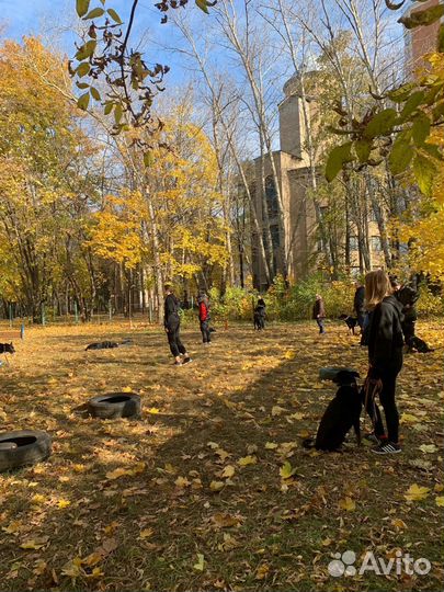 Дрессировка собак, кинолог