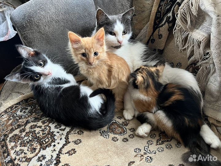 Котята бесплатно