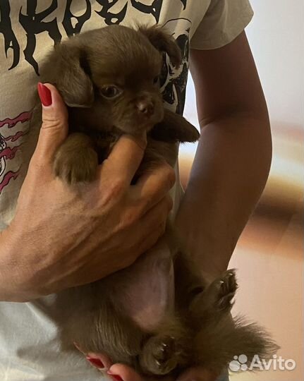 Щенок чихуахуа