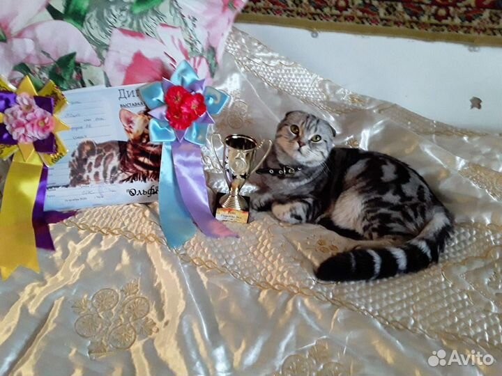 Шотландская