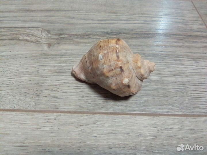 Ракушка натуральная