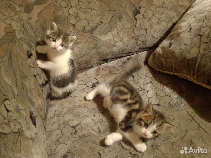 Отдам бесплатно