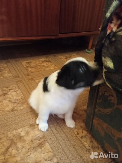 Щенки от небольшой собаки