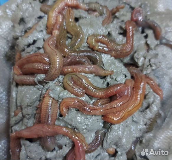 Морской червь (нереис) в глине