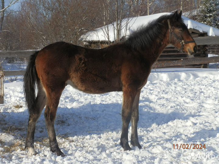 Орловские рысаки жеребята