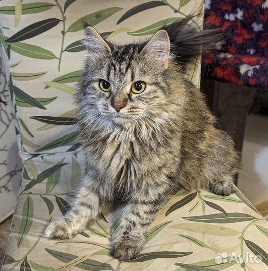 Кошечка Бэмби в добрые руки