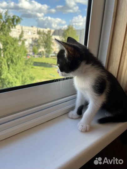 Котенок ждет)