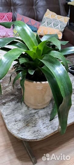 Вриезия (Vriesea) семейство Бромелиевых