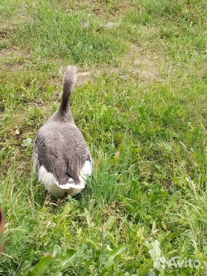 Продам семью гусей