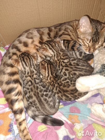 Бенгальская