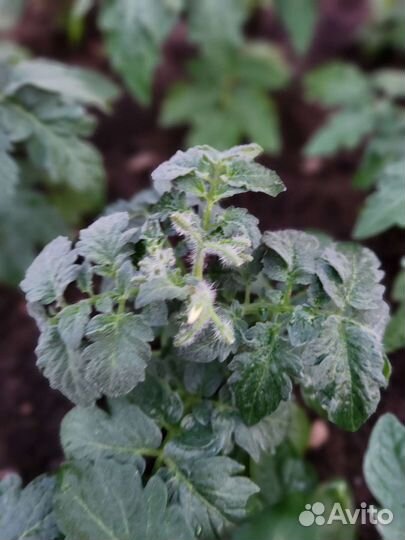 Рассада помидор черри желтые красные