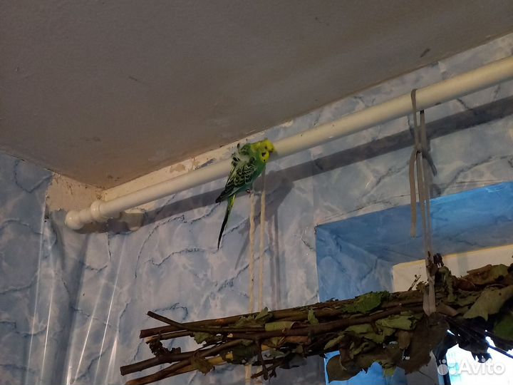 Волнистый попугай самец хагоромо