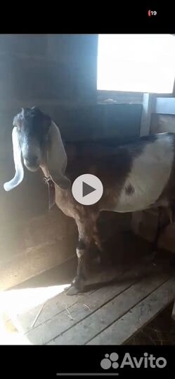 Коза нубийская