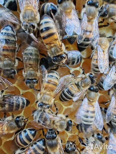 Мед со своей пасеки, разнотравье, сбор 2024 г