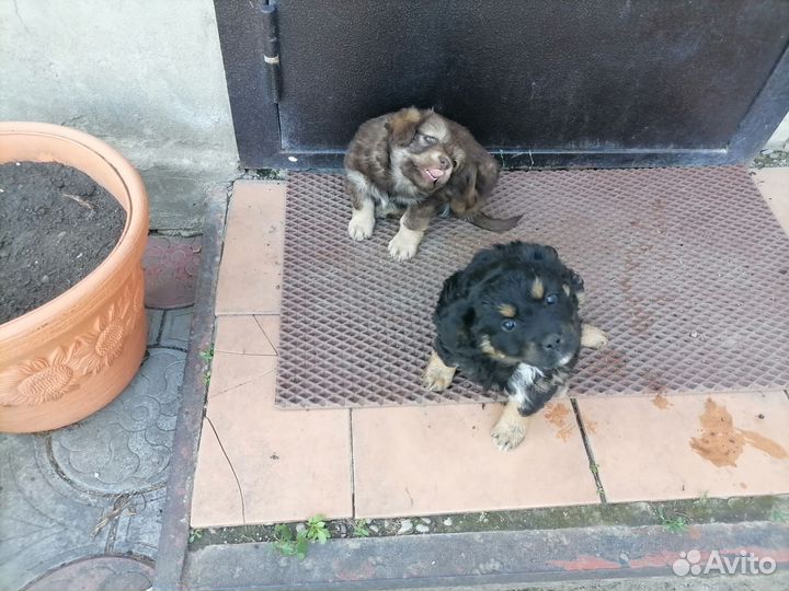 Собаки щенки