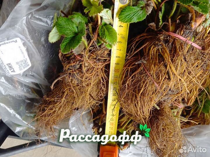 Рассада клубники. Фриго