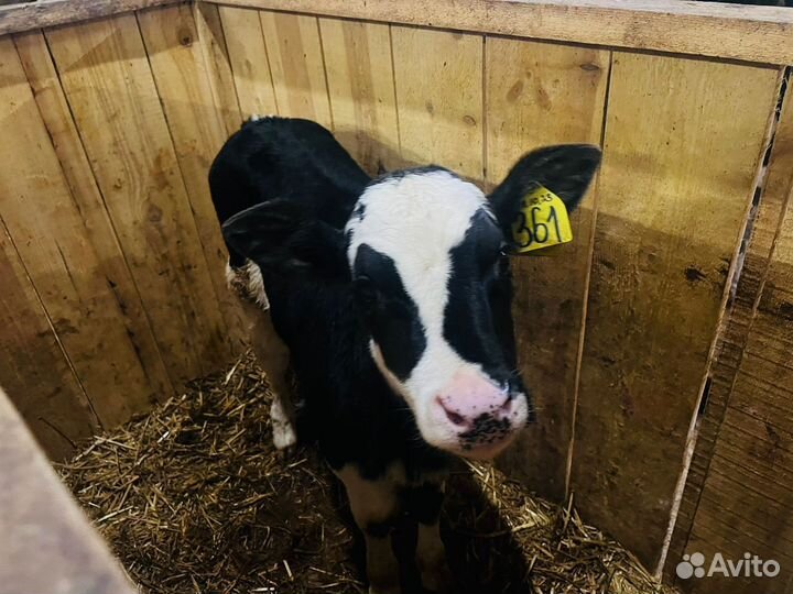 Отборные телята бычки с доставкой