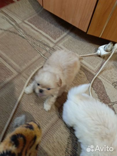 Щенки пекинеса