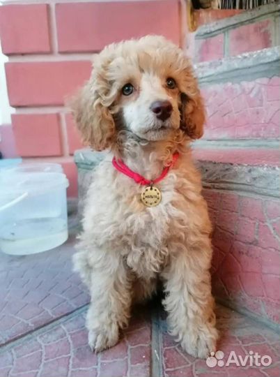 Адресники для питомцев