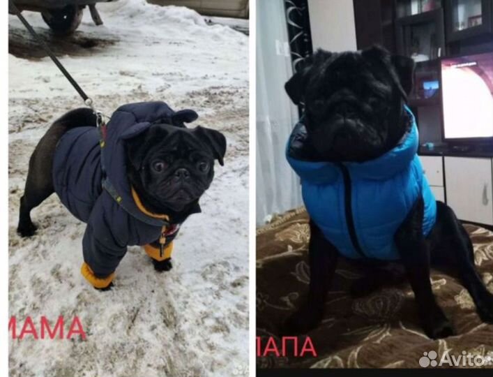 Мопсики щеночки