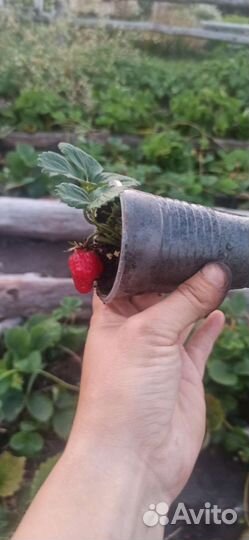 Рассада ремонтантной и обычной клубники