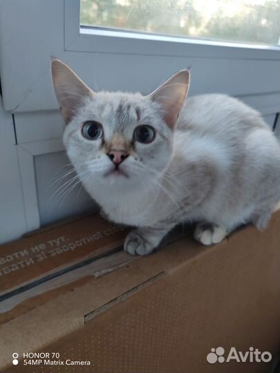 Кошка в дар