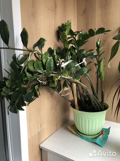 Замиокулькас, фикусы каучук, бенджамина, драцена