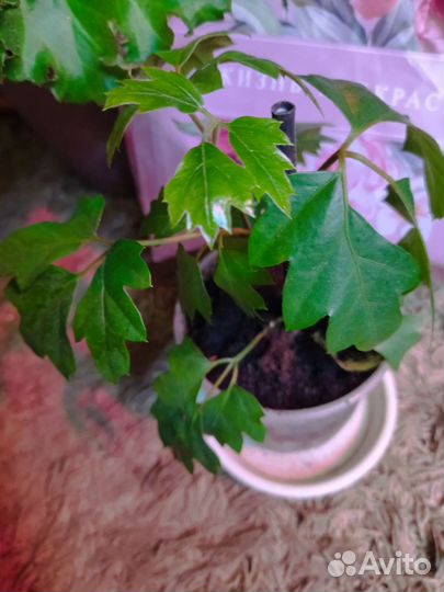 Виноград вьющийся