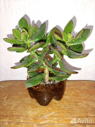 Денежное дерево (Толстянка)