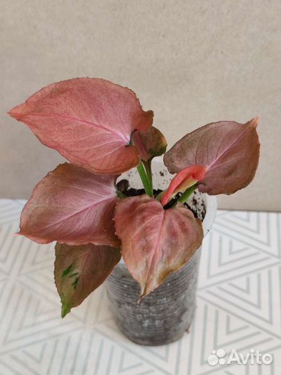 Сингониумы 2 сорта, Даффи, пеперомия, аглаонема