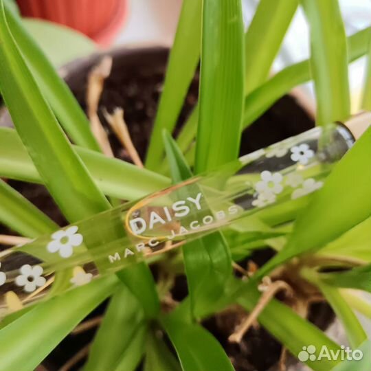 Туалетная вода Marс Jaсobs Daisy оригинал