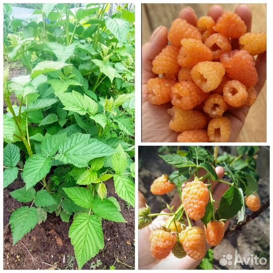 Саженцы малины, ежевики