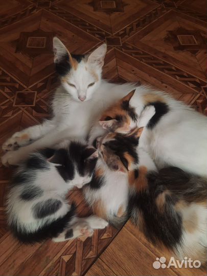 Котята в добрые руки