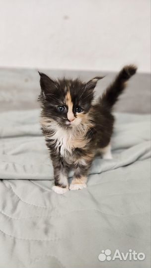 Котята Мэйн кун