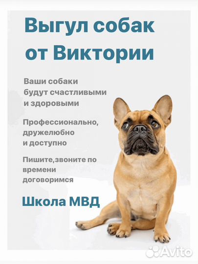 Выгул собак