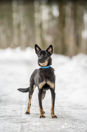 Элвиса спасли, теперь он ищет любящий дом