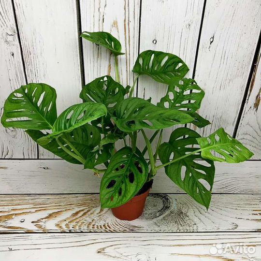 Монстера манки маск