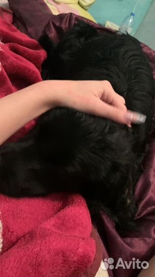 Русский спаниель