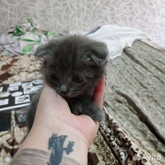 Кошки шотландцы