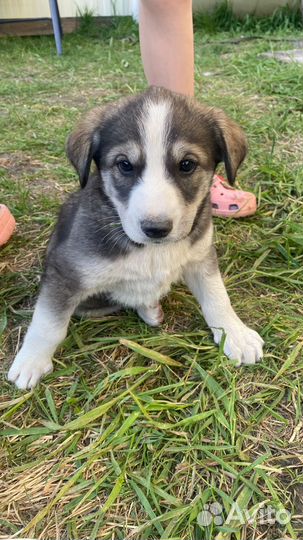 Собаки Хаски щенки