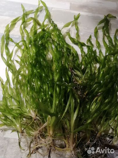 Аквариумные растения