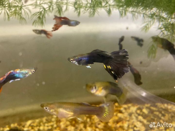 Аквариумные рыбки
