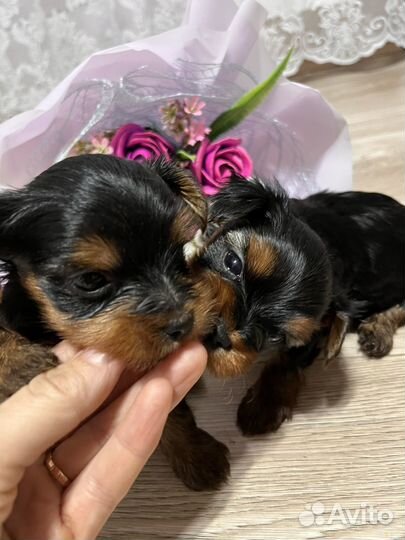 Йоркширский терьер