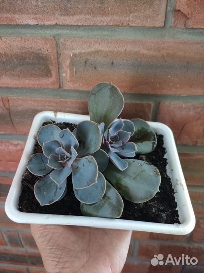 Суккуленты