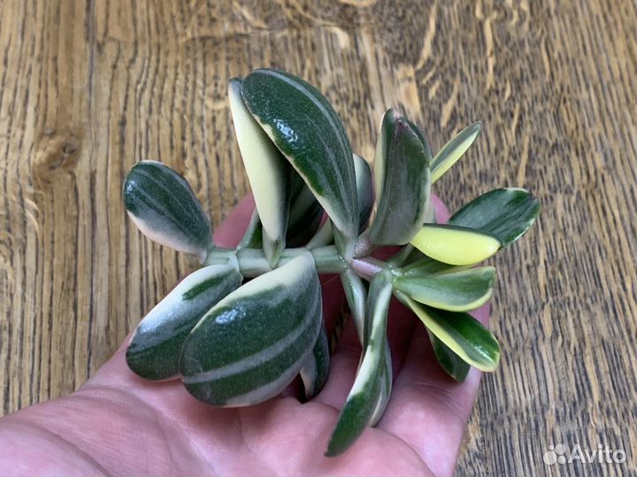 Крассула Alba Альба