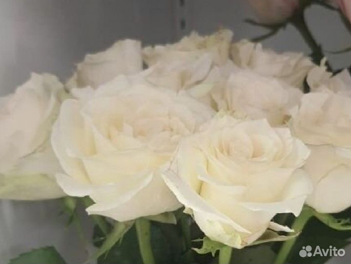 Шикарные розы Пермь Доставка
