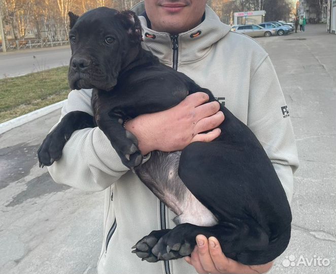 Щенки кане корсо