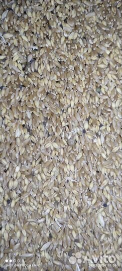 Пшеница твердая